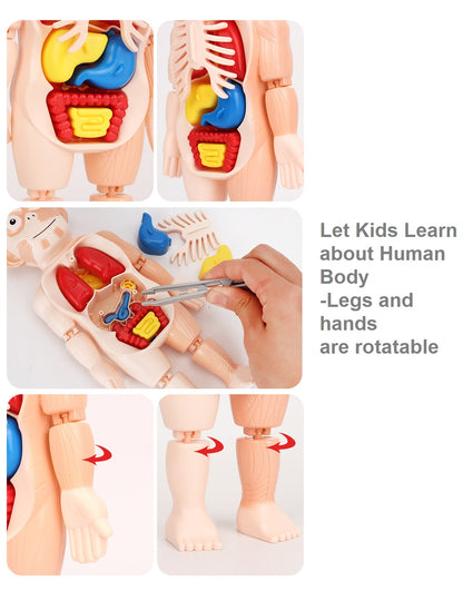 Kids Human Body Model Science Learning Toy STEM Teaching Human Body Anatomy Model Educational