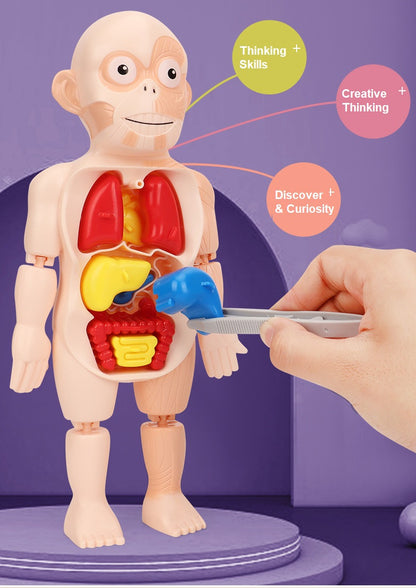 Kids Human Body Model Science Learning Toy STEM Teaching Human Body Anatomy Model Educational