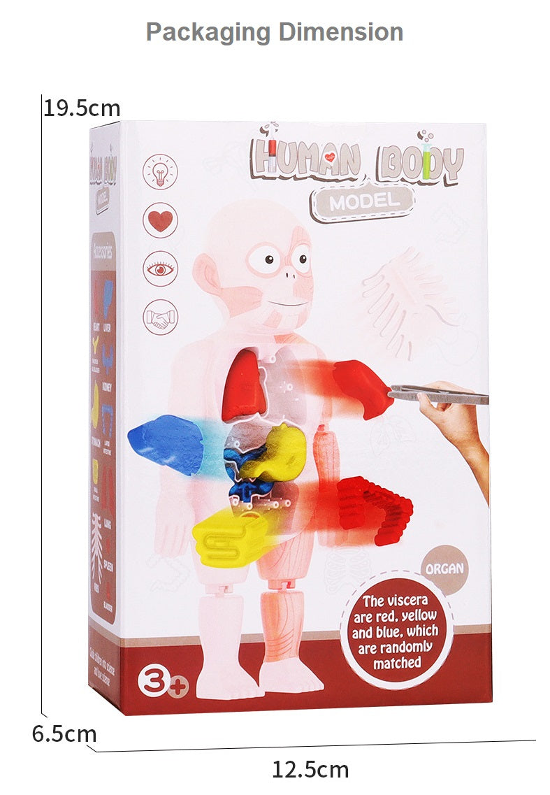 Kids Human Body Model Science Learning Toy STEM Teaching Human Body Anatomy Model Educational