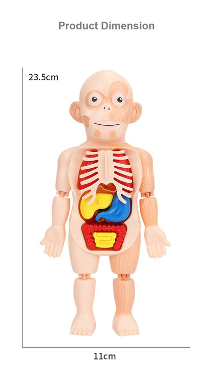 Kids Human Body Model Science Learning Toy STEM Teaching Human Body Anatomy Model Educational