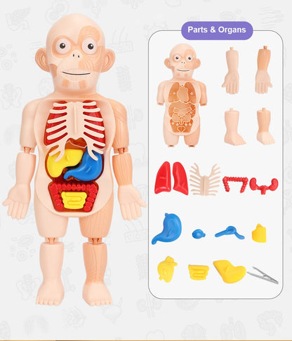 Kids Human Body Model Science Learning Toy STEM Teaching Human Body Anatomy Model Educational