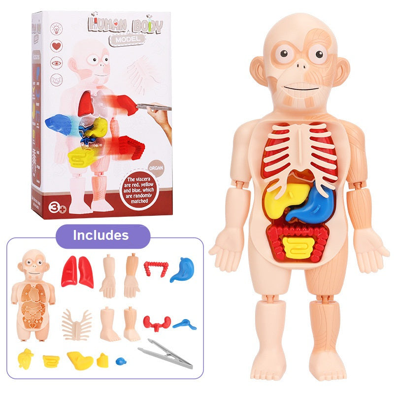 Kids Human Body Model Science Learning Toy STEM Teaching Human Body Anatomy Model Educational