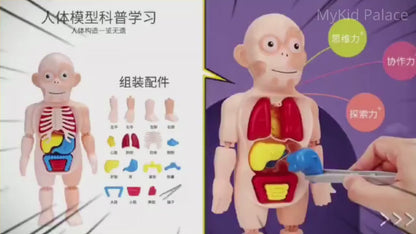 Kids Human Body Model Science Learning Toy STEM Teaching Human Body Anatomy Model Educational